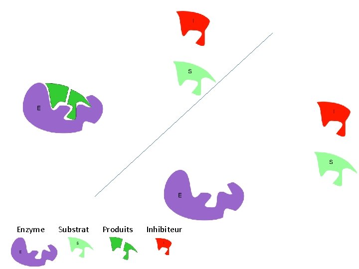 Enzyme Substrat Produits Inhibiteur 