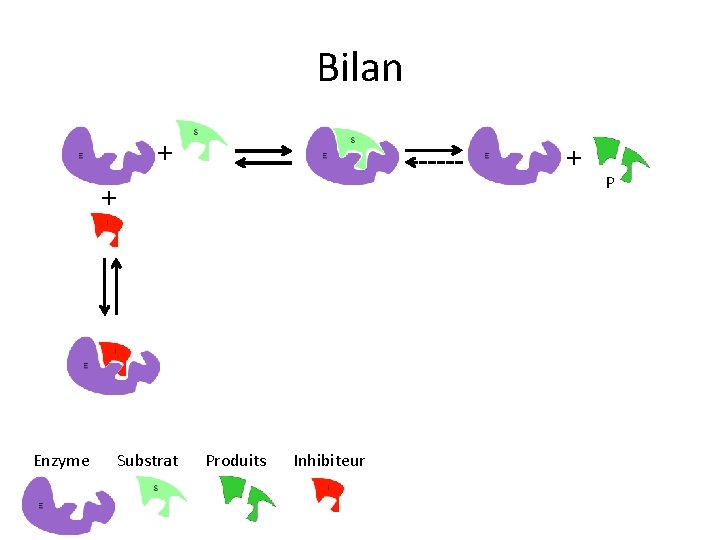 Bilan + + + Enzyme Substrat Produits Inhibiteur P 