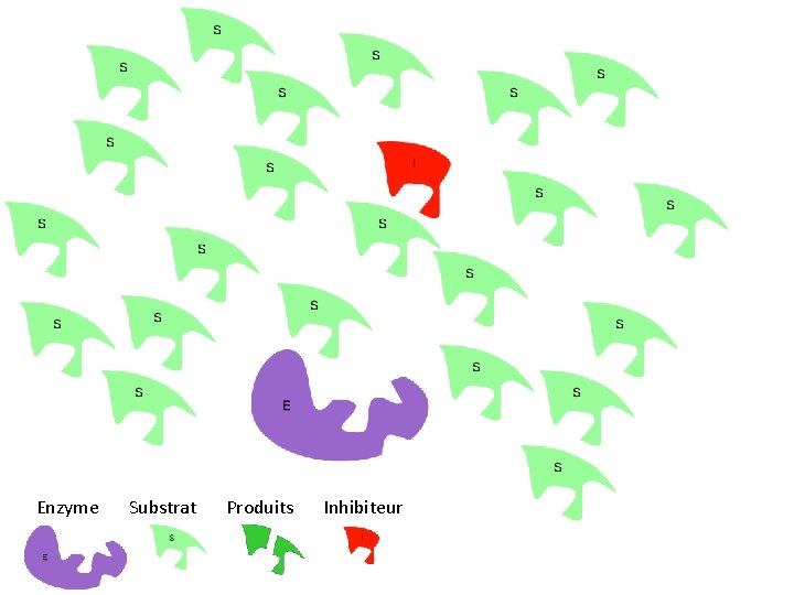 Enzyme Substrat Produits Inhibiteur 