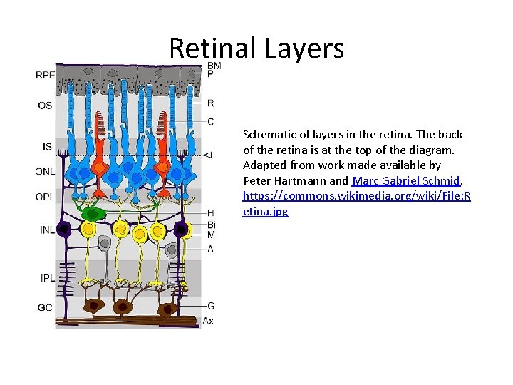 Retinal Layers Schematic of layers in the retina. The back of the retina is