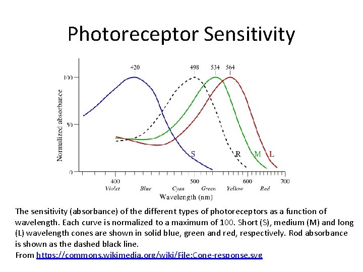 Photoreceptor Sensitivity The sensitivity (absorbance) of the different types of photoreceptors as a function