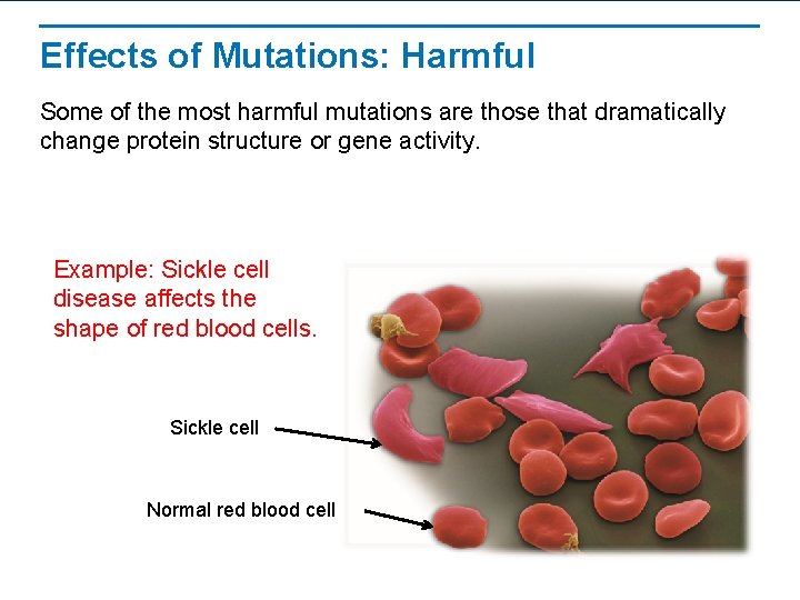 Effects of Mutations: Harmful Some of the most harmful mutations are those that dramatically