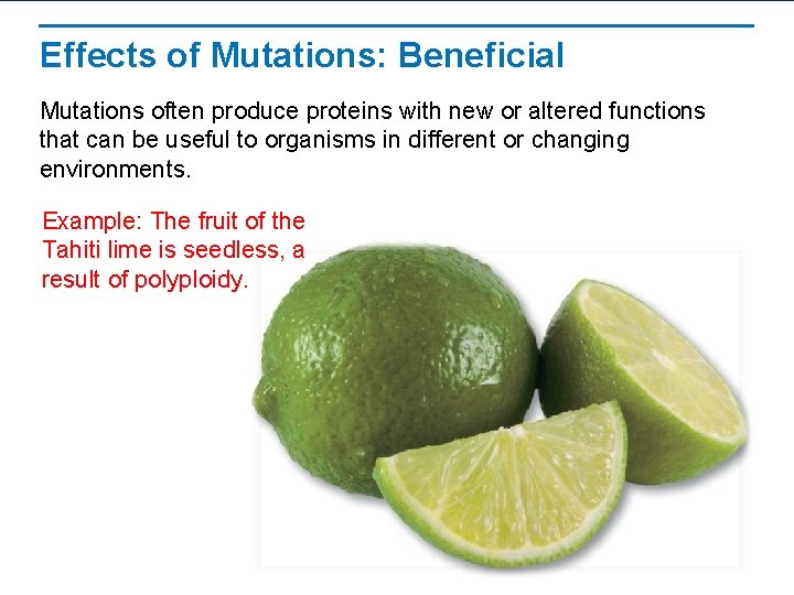 Effects of Mutations: Beneficial Mutations often produce proteins with new or altered functions that