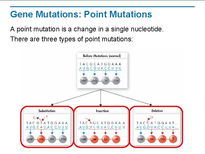 Gene Mutations: Point Mutations A point mutation is a change in a single nucleotide.