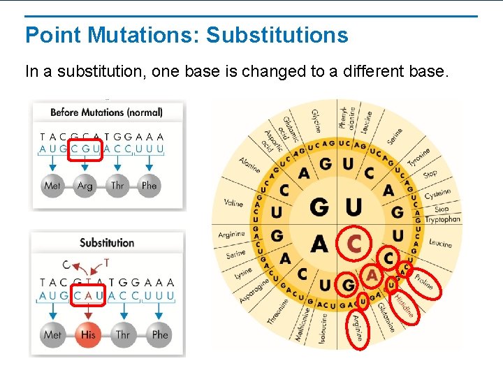 Point Mutations: Substitutions In a substitution, one base is changed to a different base.