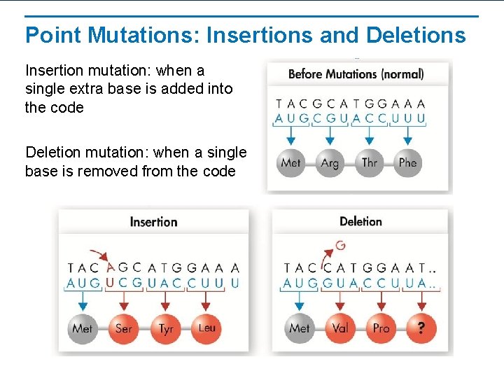 Point Mutations: Insertions and Deletions Insertion mutation: when a single extra base is added