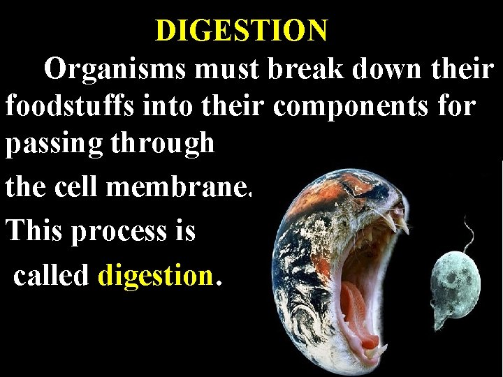 DIGESTION Organisms must break down their foodstuffs into their components for passing through the