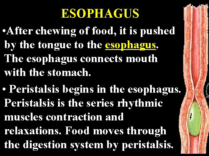 ESOPHAGUS • After chewing of food, it is pushed by the tongue to the