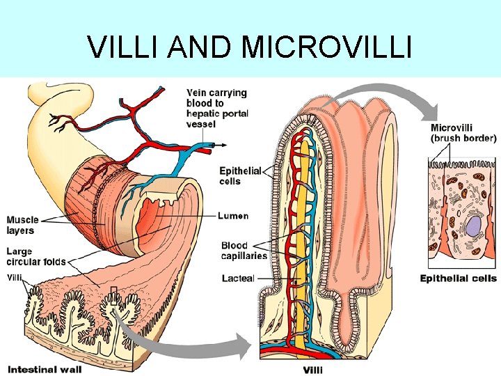 VILLI AND MICROVILLI 