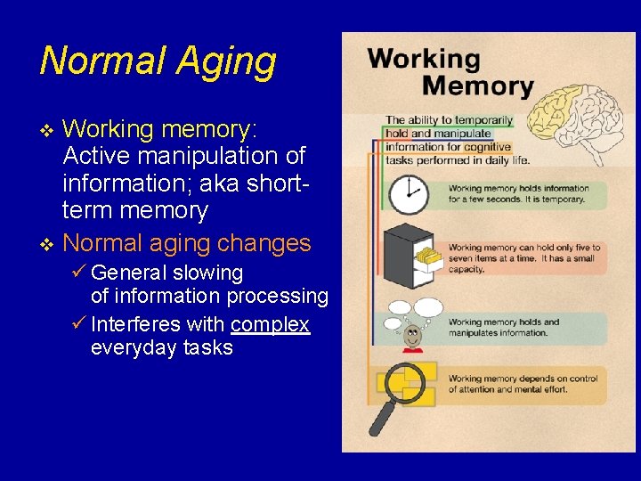 Normal Aging Working memory: Active manipulation of information; aka shortterm memory v Normal aging
