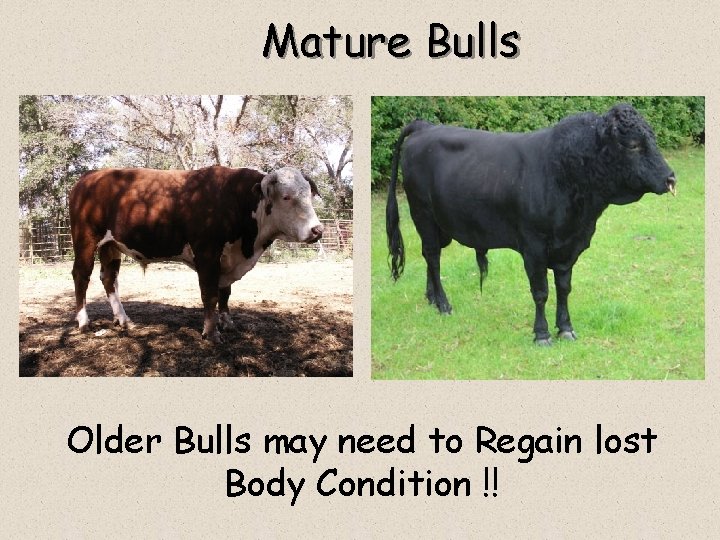 Mature Bulls Older Bulls may need to Regain lost Body Condition !! 