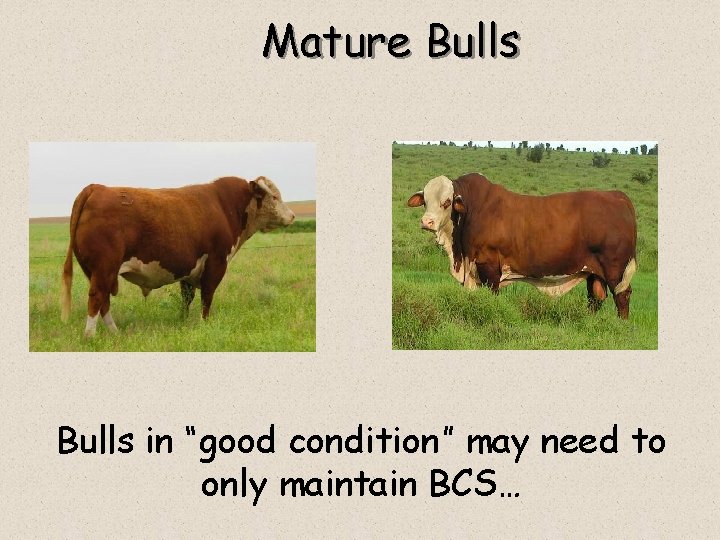 Mature Bulls in “good condition” may need to only maintain BCS… 