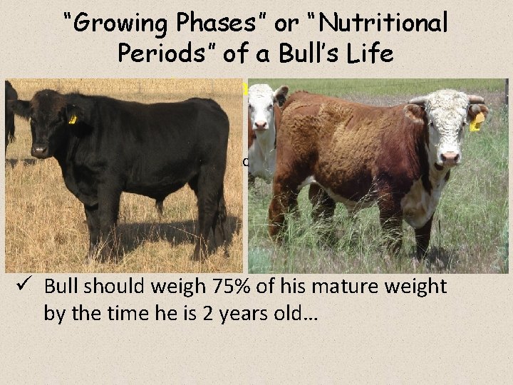 “Growing Phases” or “Nutritional Periods” of a Bull’s Life 4. Post-Breeding Season In addition