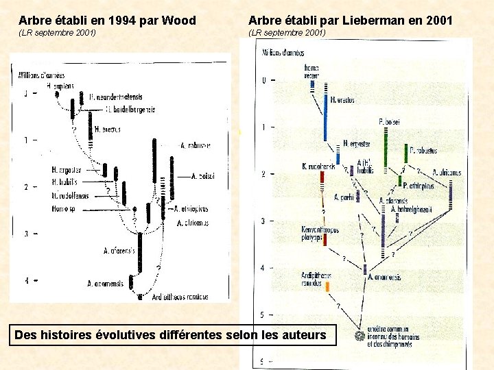 Arbre établi en 1994 par Wood Arbre établi par Lieberman en 2001 (LR septembre Arbre établi en 1994 par Wood Arbre établi par Lieberman en 2001 (LR septembre