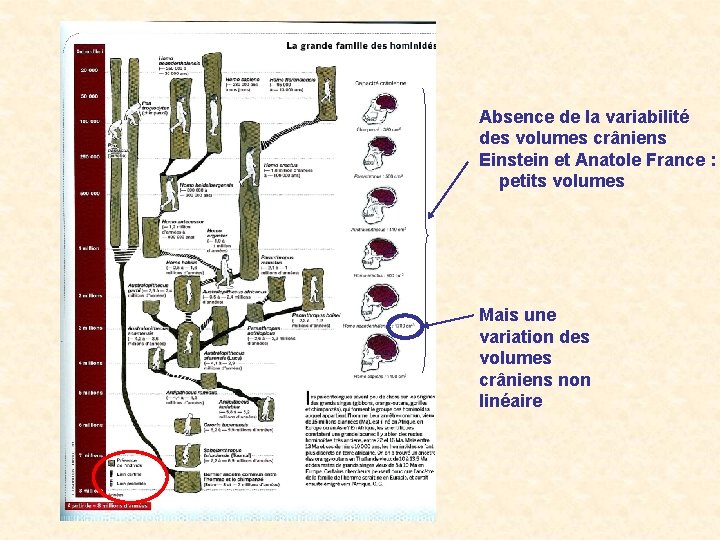 Absence de la variabilité des volumes crâniens Einstein et Anatole France : petits volumes Absence de la variabilité des volumes crâniens Einstein et Anatole France : petits volumes