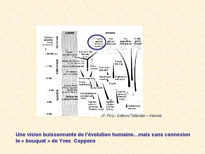 (P. Picq – Editions Tallandier – Historia) Une vision buissonnante de l’évolution humaine…mais sans (P. Picq – Editions Tallandier – Historia) Une vision buissonnante de l’évolution humaine…mais sans