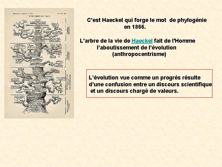 C’est Haeckel qui forge le mot de phylogénie en 1866. L'arbre de la vie C’est Haeckel qui forge le mot de phylogénie en 1866. L'arbre de la vie