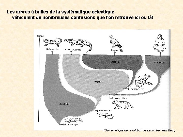 Les arbres à bulles de la systématique éclectique véhiculent de nombreuses confusions que l’on Les arbres à bulles de la systématique éclectique véhiculent de nombreuses confusions que l’on