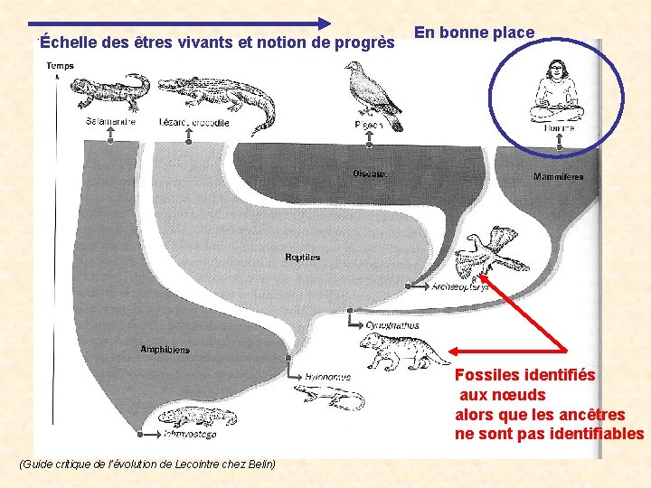 Échelle des êtres vivants et notion de progrès En bonne place Fossiles identifiés aux Échelle des êtres vivants et notion de progrès En bonne place Fossiles identifiés aux