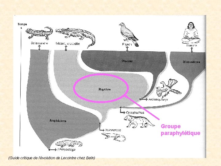 Groupe paraphylétique (Guide critique de l’évolution de Lecointre chez Belin) Groupe paraphylétique (Guide critique de l’évolution de Lecointre chez Belin)