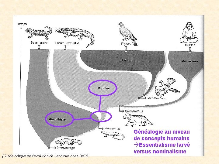 (Guide critique de l’évolution de Lecointre chez Belin) Généalogie au niveau de concepts humains (Guide critique de l’évolution de Lecointre chez Belin) Généalogie au niveau de concepts humains