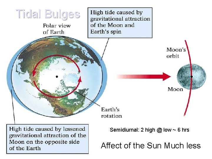Tidal Bulges Semidiurnal: 2 high @ low ~ 6 hrs Affect of the Sun