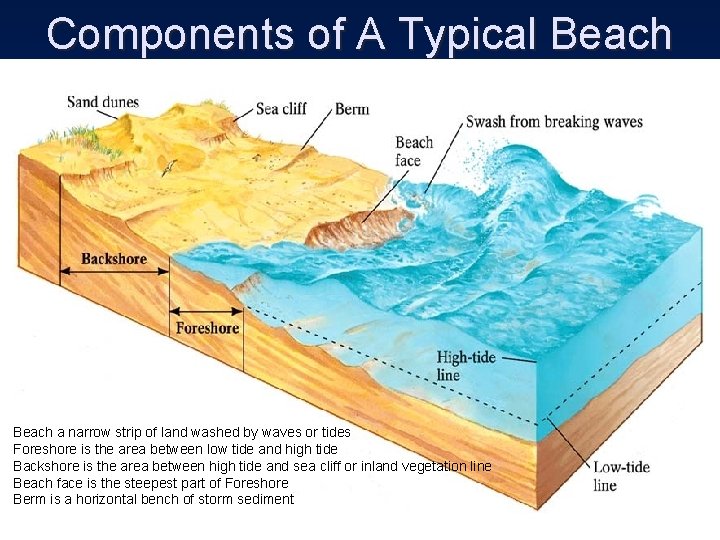 Components of A Typical Beach a narrow strip of land washed by waves or