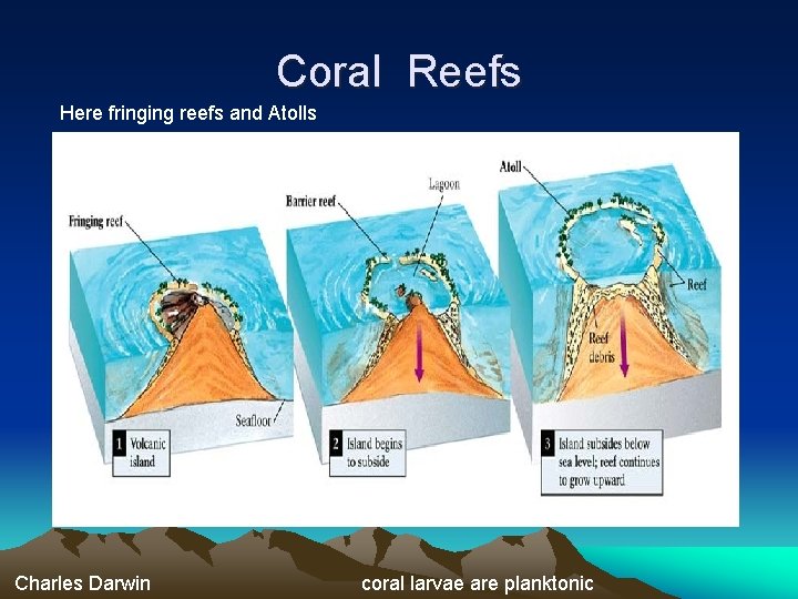 Coral Reefs Here fringing reefs and Atolls Charles Darwin coral larvae are planktonic 
