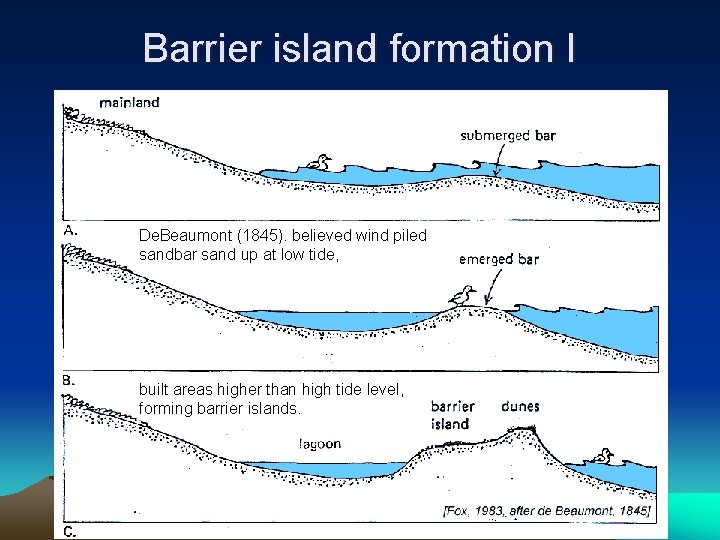 Barrier island formation I De. Beaumont (1845). believed wind piled sandbar sand up at