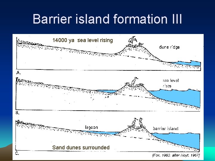 Barrier island formation III 14000 ya sea level rising Sand dunes surrounded 