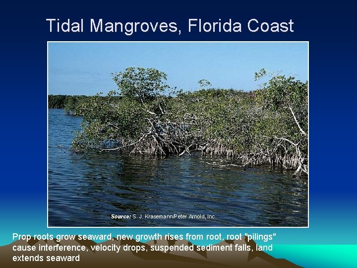 Tidal Mangroves, Florida Coast Source: S. J. Krasemann/Peter Arnold, Inc. Prop roots grow seaward,
