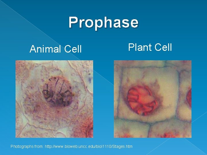 Prophase Animal Cell Plant Cell Photographs from: http: //www. bioweb. uncc. edu/biol 1110/Stages. htm