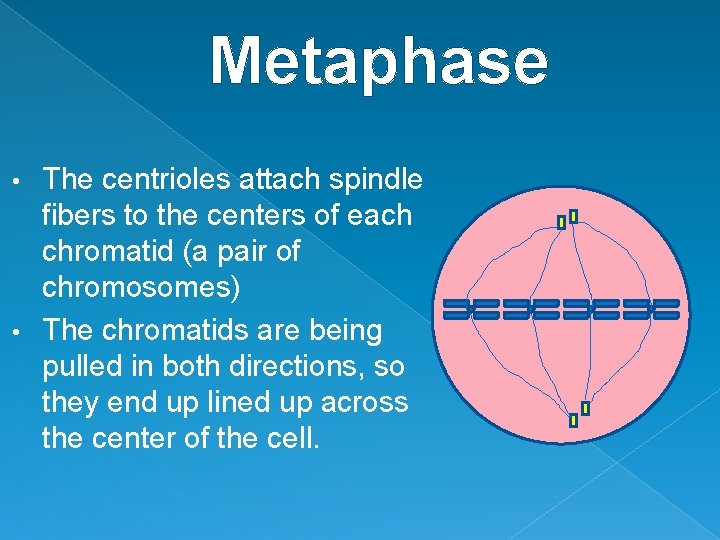 Metaphase The centrioles attach spindle fibers to the centers of each chromatid (a pair