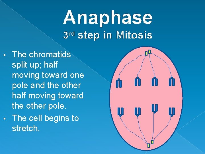 Anaphase 3 rd step in Mitosis The chromatids split up; half moving toward one