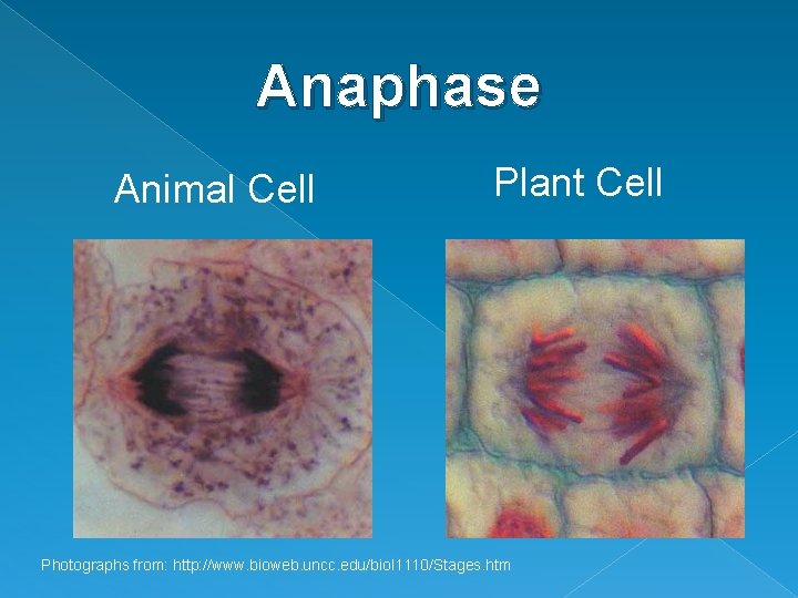 Anaphase Animal Cell Plant Cell Photographs from: http: //www. bioweb. uncc. edu/biol 1110/Stages. htm