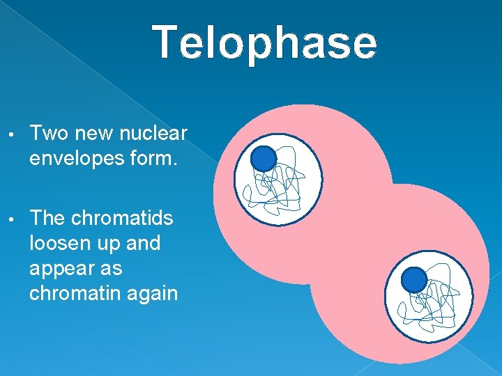 Telophase • Two new nuclear envelopes form. • The chromatids loosen up and appear