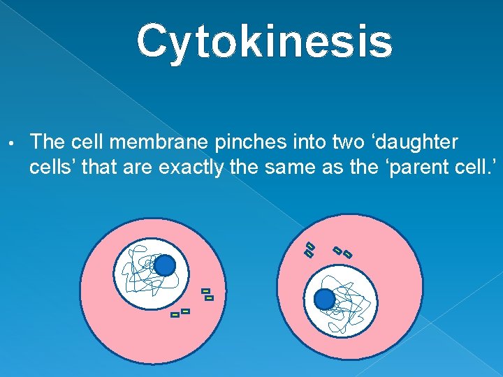 Cytokinesis • The cell membrane pinches into two ‘daughter cells’ that are exactly the