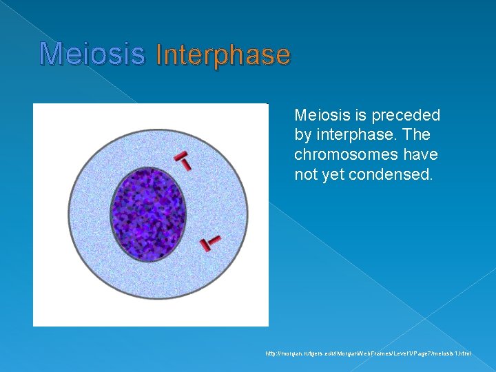 Meiosis Interphase Meiosis is preceded by interphase. The chromosomes have not yet condensed. http: