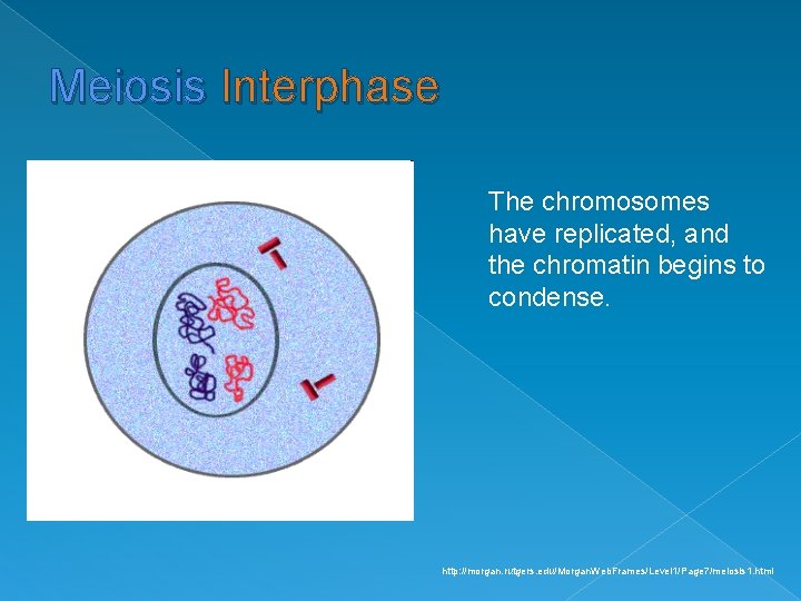 Meiosis Interphase The chromosomes have replicated, and the chromatin begins to condense. http: //morgan.