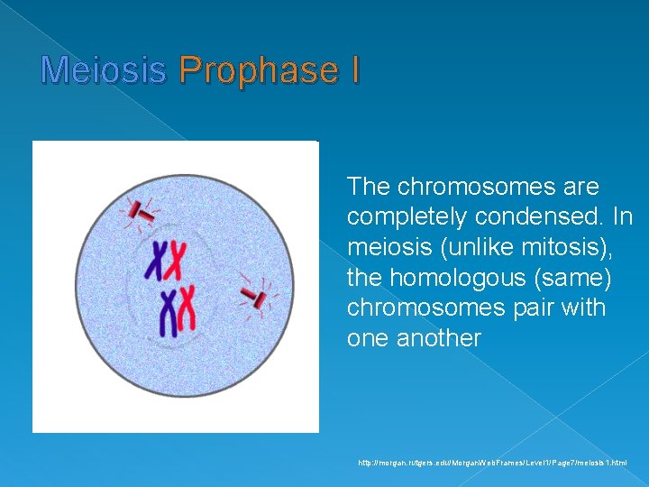 Meiosis Prophase I The chromosomes are completely condensed. In meiosis (unlike mitosis), the homologous