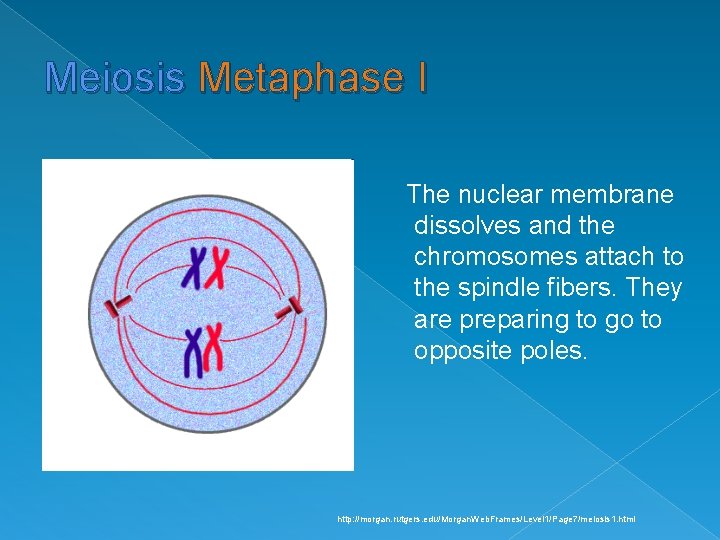 Meiosis Metaphase I The nuclear membrane dissolves and the chromosomes attach to the spindle