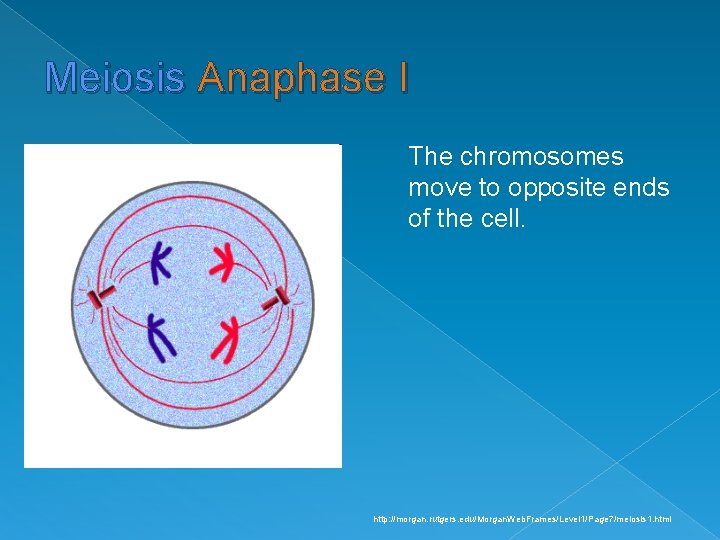 Meiosis Anaphase I The chromosomes move to opposite ends of the cell. http: //morgan.