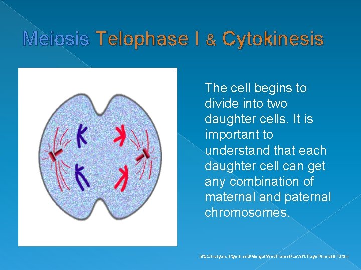 Meiosis Telophase I & Cytokinesis The cell begins to divide into two daughter cells.