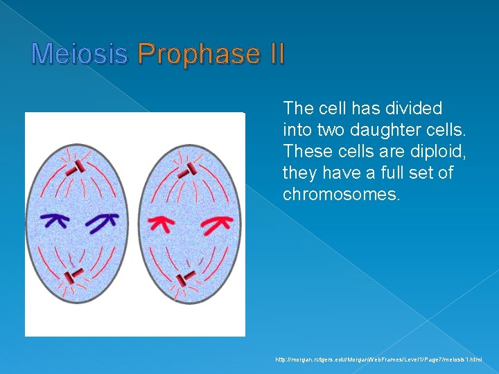 Meiosis Prophase II The cell has divided into two daughter cells. These cells are