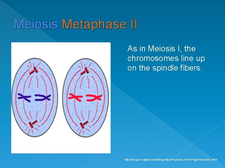 Meiosis Metaphase II As in Meiosis I, the chromosomes line up on the spindle