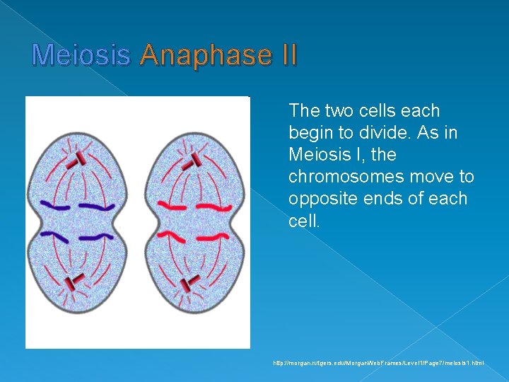 Meiosis Anaphase II The two cells each begin to divide. As in Meiosis I,