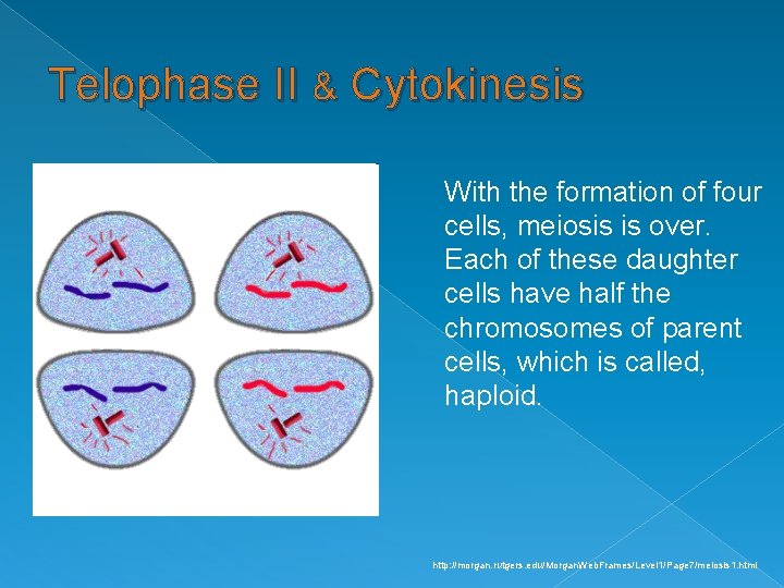 Telophase II & Cytokinesis With the formation of four cells, meiosis is over. Each