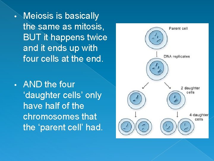  • Meiosis is basically the same as mitosis, BUT it happens twice and