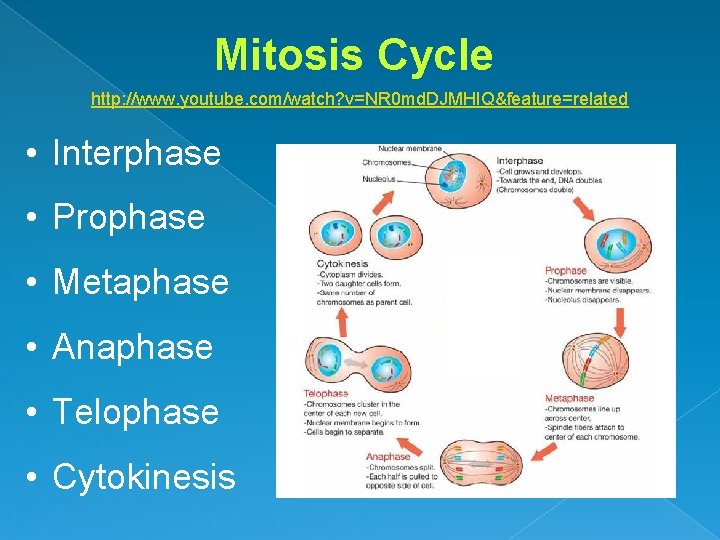 Mitosis Cycle http: //www. youtube. com/watch? v=NR 0 md. DJMHIQ&feature=related • Interphase • Prophase