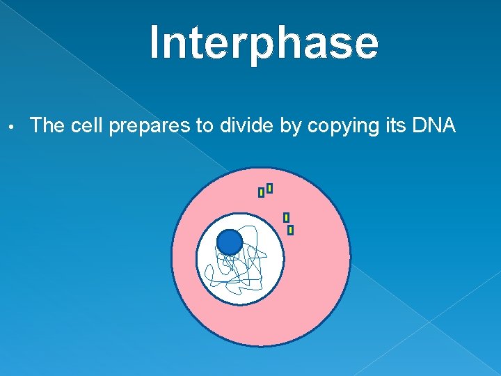 Interphase • The cell prepares to divide by copying its DNA 